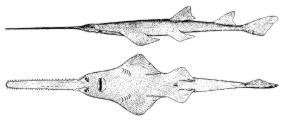 Sawfish illustration by NOAA